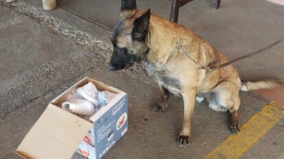 Can antidroga detecta droga en el aeropuerto Jorge Wilstermann