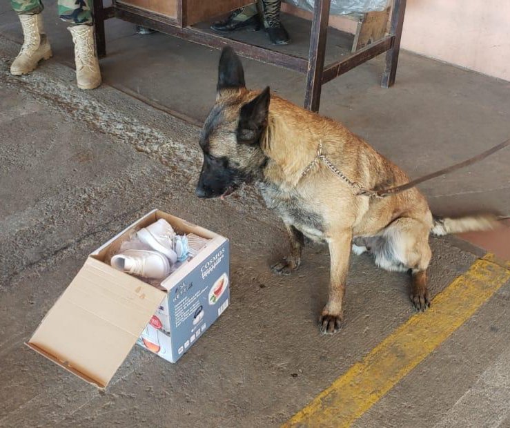 Can antidroga detecta droga en el aeropuerto Jorge Wilstermann