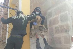 Rescate de mascota en la Catedral de Potosí