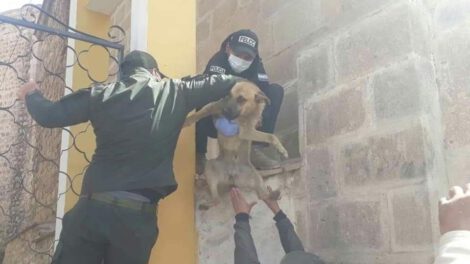 Rescate de mascota en la Catedral de Potosí