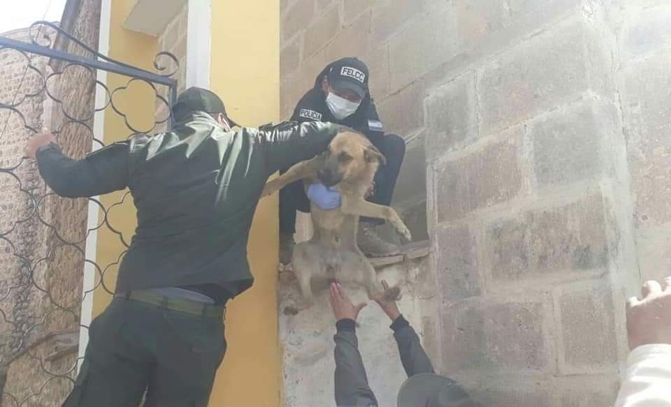 Rescate de mascota en la Catedral de Potosí