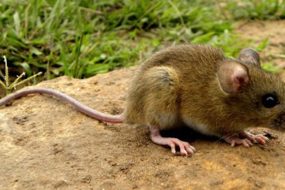 Estudio sobre el Virus Chapare transmitido por roedores