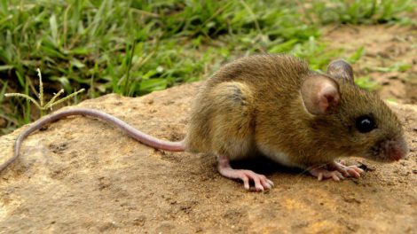 Estudio sobre el Virus Chapare transmitido por roedores