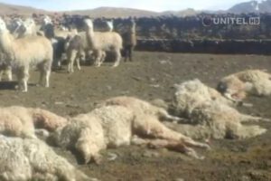 Llamas y alpacas atacadas en Milluni-El Alto
