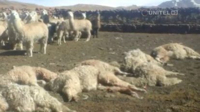 Llamas y alpacas atacadas en Milluni-El Alto