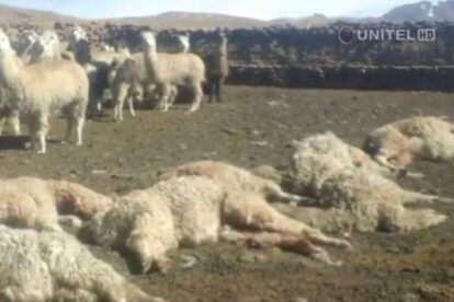 Llamas y alpacas atacadas en Milluni-El Alto