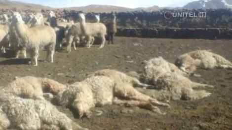 Llamas y alpacas atacadas en Milluni-El Alto
