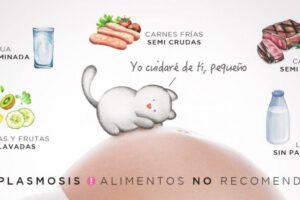 Toxoplasmosis: ¿Qué es, cómo se contagia y cuáles son los mitos?