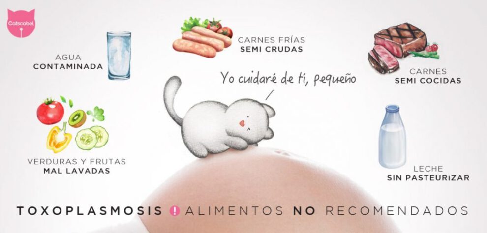 Toxoplasmosis: ¿Qué es, cómo se contagia y cuáles son los mitos?