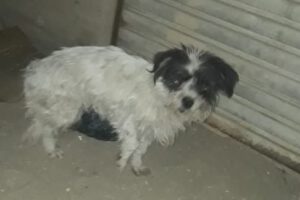 Leo el perro atropellado en busca de una familia