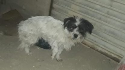 Leo el perro atropellado en busca de una familia