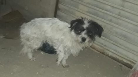 Leo el perro atropellado en busca de una familia