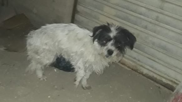 Leo el perro atropellado en busca de una familia
