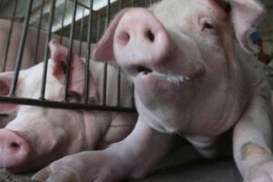 Carne de cerdo garantizada para las fiestas de fin de año