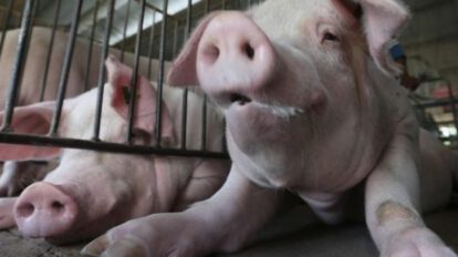 Carne de cerdo garantizada para las fiestas de fin de año