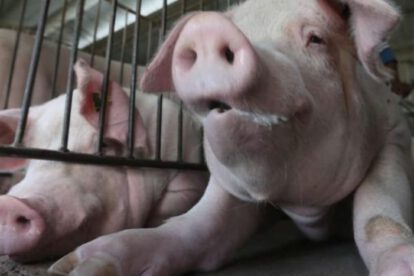 Carne de cerdo garantizada para las fiestas de fin de año
