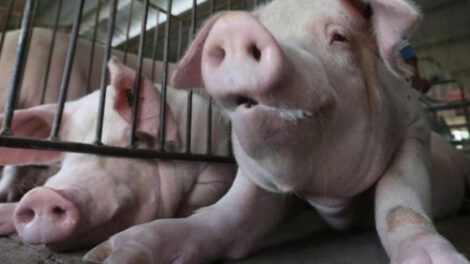 Carne de cerdo garantizada para las fiestas de fin de año