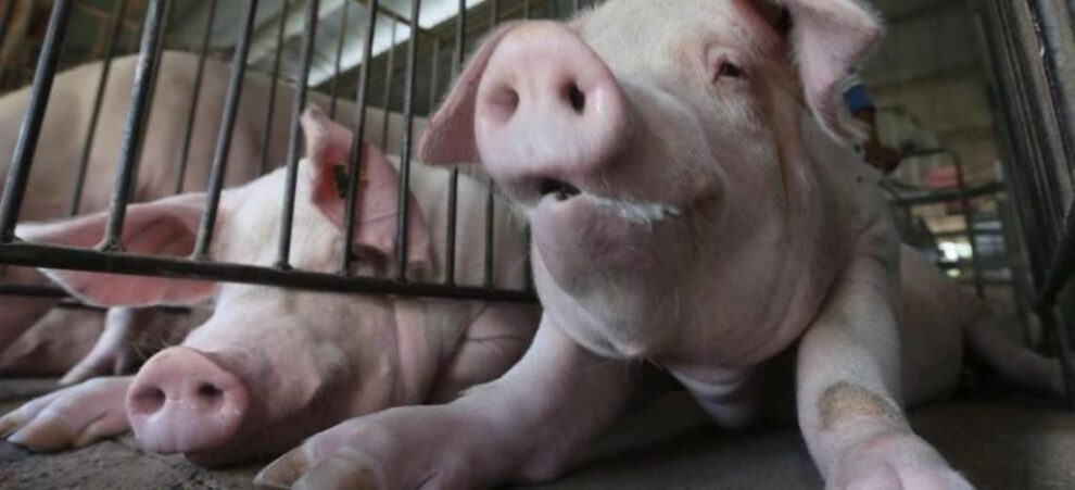 Carne de cerdo garantizada para las fiestas de fin de año