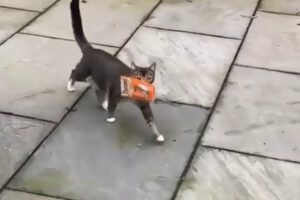 Gatito roba golosinas felinas