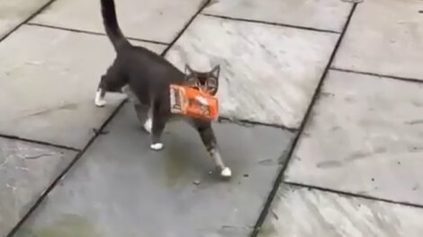 Gatito roba golosinas felinas