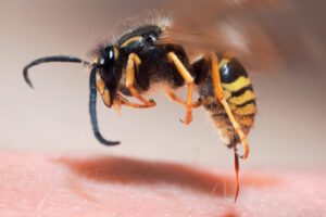 Chofer muere por picadura de abeja en Yacuiba