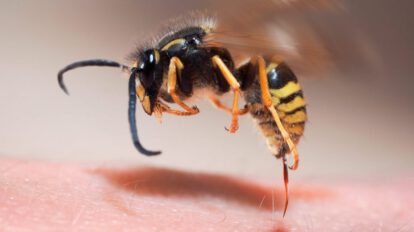 Chofer muere por picadura de abeja en Yacuiba
