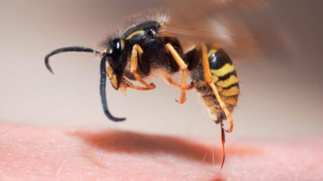 Chofer muere por picadura de abeja en Yacuiba