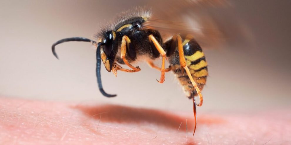 Chofer muere por picadura de abeja en Yacuiba