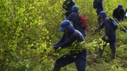 Ley para que cocaleros paguen impuestos