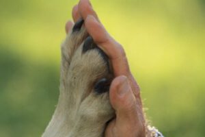 Día Internacional de los Derechos Humanos y de los Derechos de los Animales