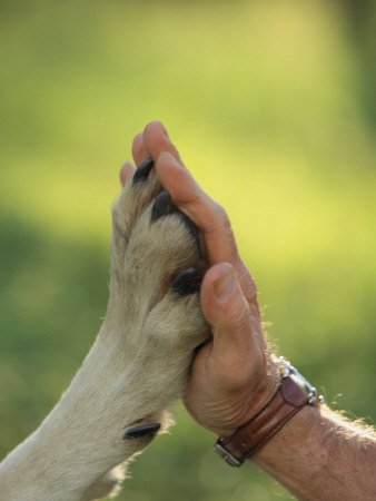 Día Internacional de los Derechos Humanos y de los Derechos de los Animales