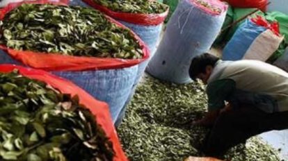 Impuesto a la comercialización de la coca