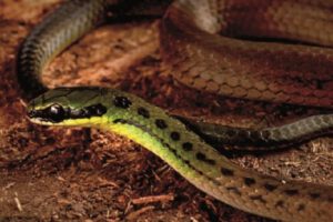 Nuevas especies en Zongo descubiertas por científicos