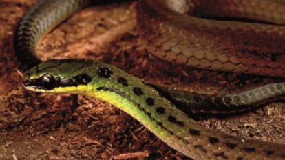 Nuevas especies en Zongo descubiertas por científicos