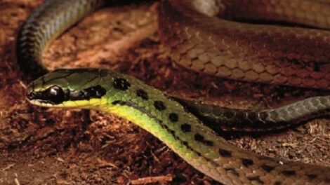 Nuevas especies en Zongo descubiertas por científicos