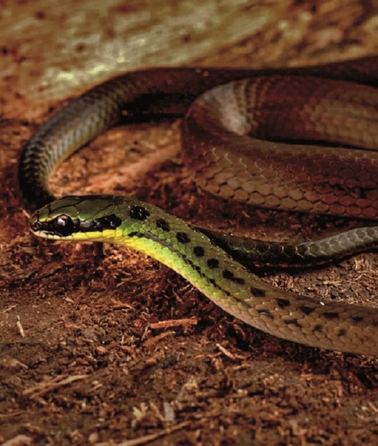 Nuevas especies en Zongo descubiertas por científicos