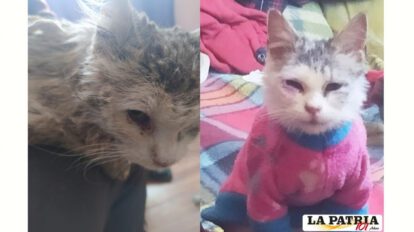 Awicha la gatitta en su rehabilitación