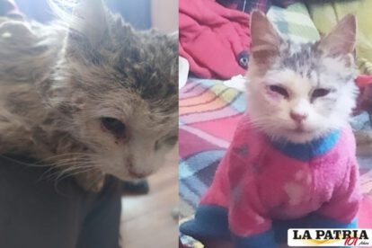 Awicha la gatitta en su rehabilitación