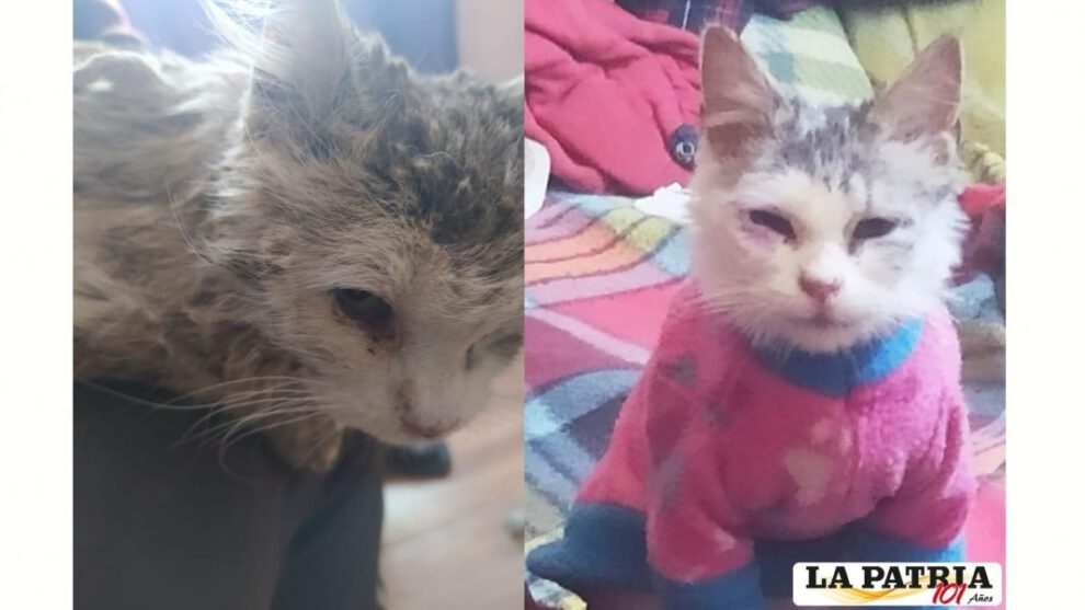 Awicha la gatitta en su rehabilitación