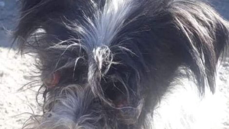 Leo necesita una tomografía para ser operado de la nariz