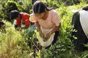 Cultivo de la hoja de coca en Bolivia