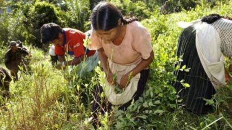 Cultivo de la hoja de coca en Bolivia