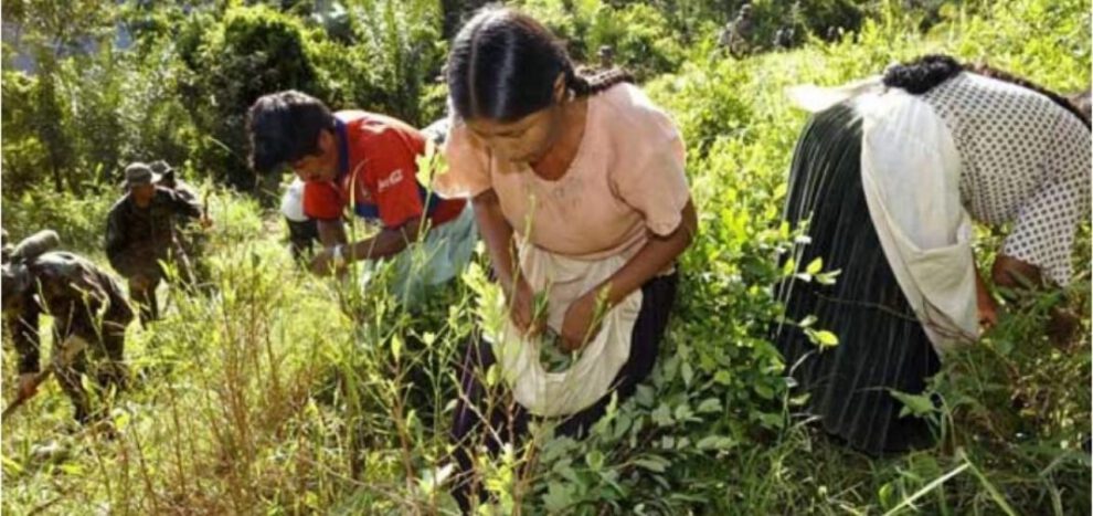 Cultivo de la hoja de coca en Bolivia