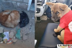 Rescate de cachorritos y su madre