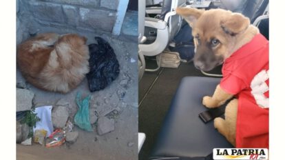 Rescate de cachorritos y su madre