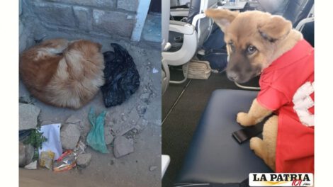 Rescate de cachorritos y su madre