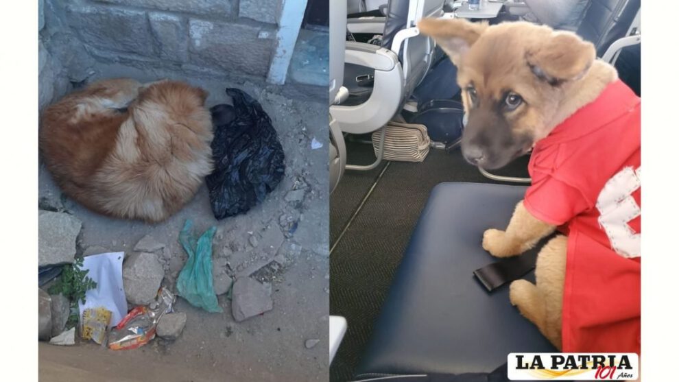 Rescate de cachorritos y su madre