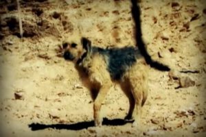 Golfo perro callejero que inspiró una canción