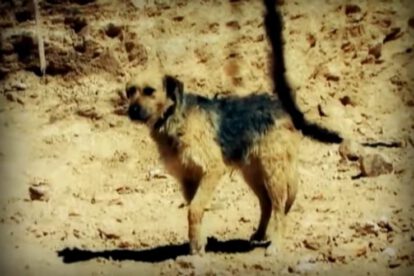 Golfo perro callejero que inspiró una canción