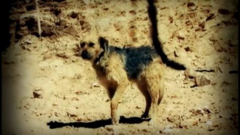 Golfo perro callejero que inspiró una canción